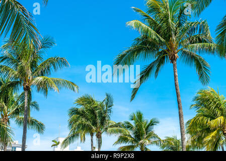 La natura al Ocean Drive a Miami Florida USA Foto Stock