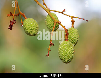 Verde frutti esotici litchi (Litchi) su albero nel villaggio di Masoala in Madagascar Foto Stock