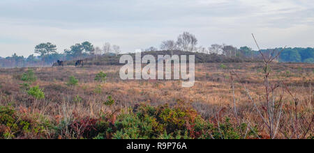 Upton Heath 27 dicembre 2018 una piacevole giornata. Foto Stock