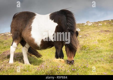 Free range pony Shetland, isole Shetland Foto Stock