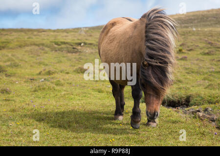 Free range pony Shetland, isole Shetland Foto Stock