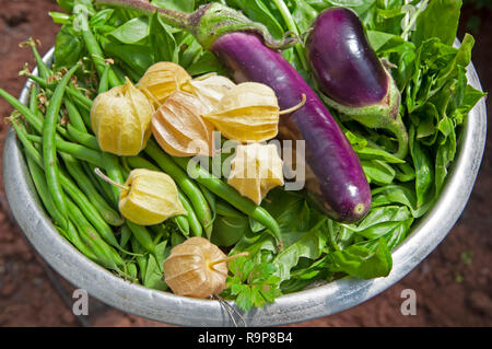 Ciotola con verdure fresche dal giardino nel villaggio Madongo, Sagada, Provincia di montagna, Luzon, Filippine, Sud Asia, Asia Foto Stock