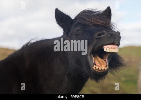 Free range pony Shetland, isole Shetland Foto Stock
