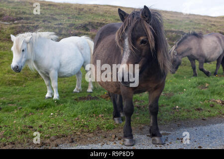 Free range pony Shetland, isole Shetland Foto Stock