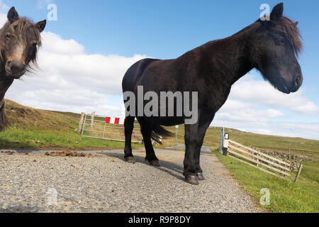 Free range pony Shetland, isole Shetland Foto Stock