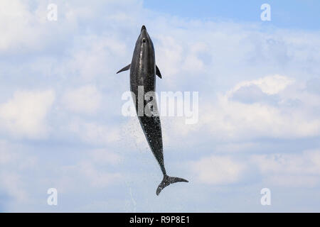 Dolphin di salto e di eseguire in un pool, Okinawa, in Giappone Foto Stock