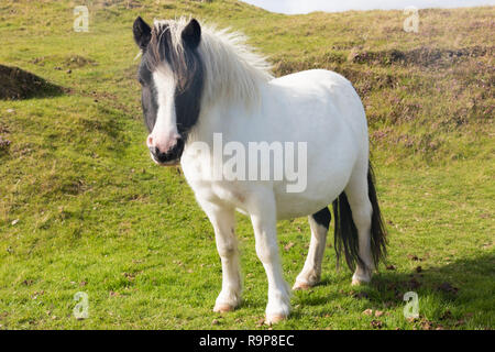 Free range pony Shetland, isole Shetland Foto Stock