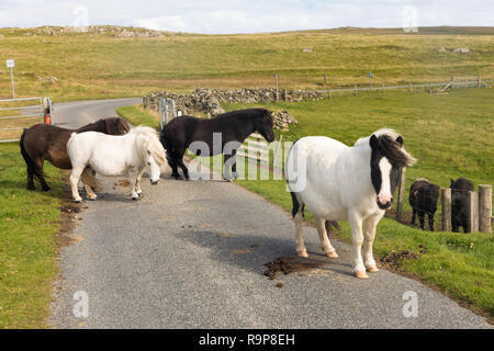 Free range pony Shetland, isole Shetland Foto Stock