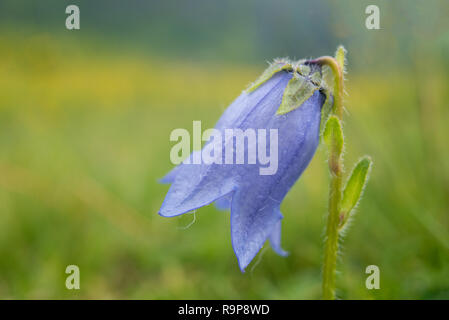 Campanula Cochlearifolia Foto Stock