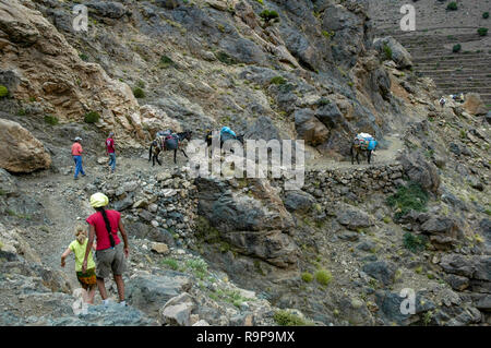 Tour guidato con gli asini attraverso Alto Atlante in Marco Foto Stock