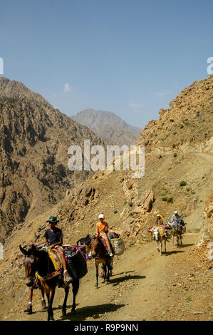 Tour guidato con gli asini attraverso Alto Atlante in Marco Foto Stock