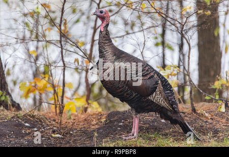 Eastern Wild Turchia (Meleagris gallopavo silvestris) hen in un autunno colorato cortile alberato sospende temporaneamente come se di posa per la fotocamera. Foto Stock