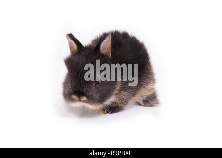 Baby netherland dwarf rabbit su sfondo bianco. Foto Stock