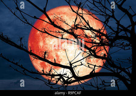 Super pieno di sangue rosso luna indietro ramo silhouette albero secco blu notte cloud, elementi di questa immagine fornita dalla NASA Foto Stock