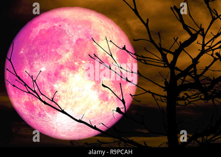 Super luna rosa indietro ramo silhouette albero secco nuvola arancione, elementi di questa immagine fornita dalla NASA Foto Stock