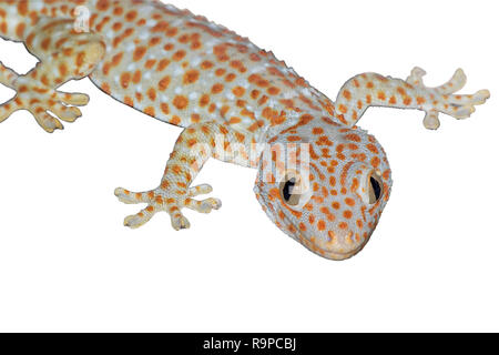 Chiudere fino a gecko isolare su sfondo bianco con percorso di clipping. Foto Stock