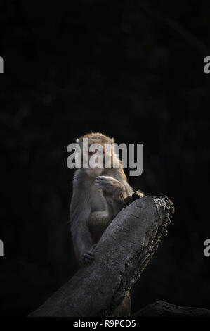 Animali astratto Foto Stock