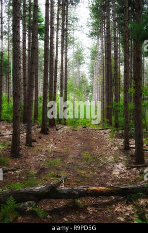 Deep Forest con il percorso. Caduto albero tronco in primo piano. Un sentiero forestale va a profonde fprest. Stati Uniti d'America, Michigan Foto Stock