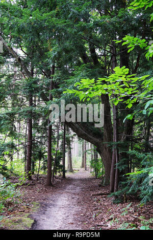 Bosco di latifoglie con il percorso. Un sentiero forestale va a profonde fprest. Stati Uniti d'America, Michigan Foto Stock