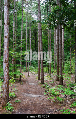 Deep Forest con il percorso in primo piano. Un sentiero forestale va troppo avanti nella foresta. Stati Uniti d'America, Michigan Foto Stock