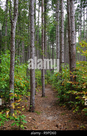 Foresta con il percorso nel mezzo della foto. Il sentiero passa per il Deep Forest. Stati Uniti d'America, Michigan Foto Stock