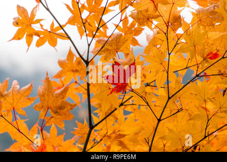 In Kamikochi Autunno, Alpi Giapponesi, Chubu Sangaku National Park Foto Stock