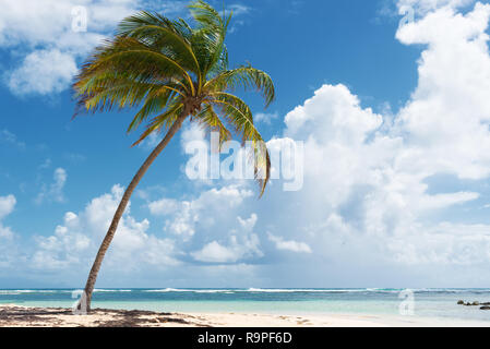 Blue sky,alberi di noci di cocco, acque turchesi e sabbia dorata, Caravelle beach, Saint Anne Guadalupa, French West Indies. Foto Stock