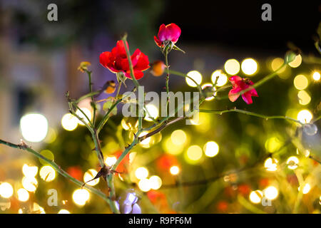Close up red rose selvatiche nel parco della città con luci bokeh di fondo in background. Festosa, anno nuovo, tempo di Natale concetto. Foto Stock