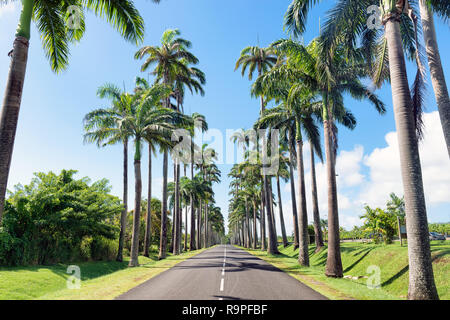 Capesterre Belle eau, Guadalupa, French West Indies, famoso royal palm( Roystonea regia )orlata strada denominata Dumanoir vicolo. Foto Stock