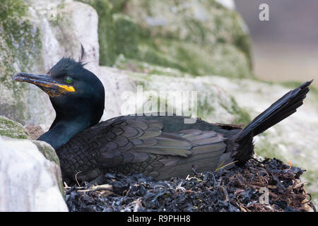 Marangone dal ciuffo (phalacrocorax aristotelis), adulto seduto sul nido Foto Stock