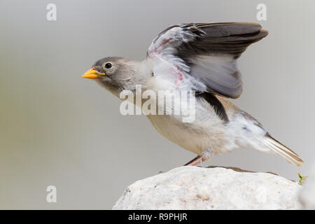 Bianco-winged Snowfinch (Montifringilla nivalis), capretti stretching le sue ali Foto Stock