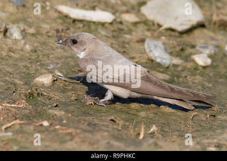 Pale Crag Martin (Ptyonoprogne obsoleta arabica), adulti di raccolta del fango per il nido in Oman Foto Stock