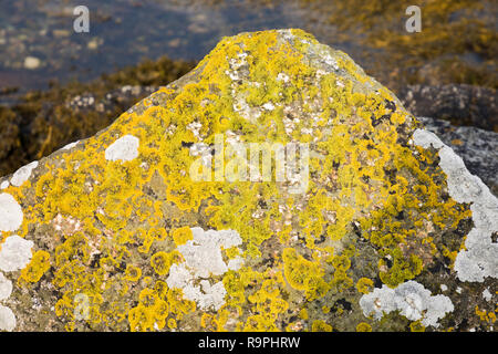 Il Lichen sulla grande pietra su una spiaggia a Fetlar. Foto Stock