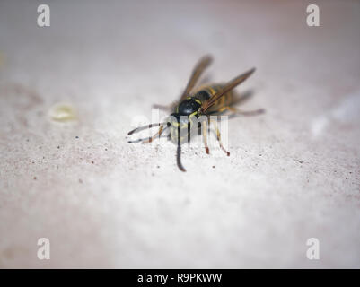 Wasp sul tavolo una mela, Russia Foto Stock