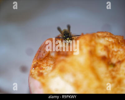 Wasp sul tavolo una mela, Russia Foto Stock