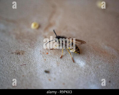 Wasp sul tavolo una mela, Russia Foto Stock