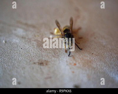 Wasp sul tavolo una mela, Russia Foto Stock