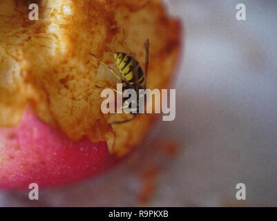 Wasp sul tavolo una mela, Russia Foto Stock