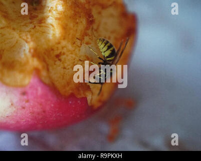 Wasp sul tavolo una mela, Russia Foto Stock