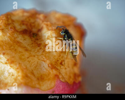 Wasp sul tavolo una mela, Russia Foto Stock