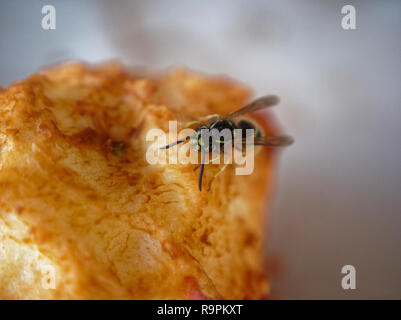 Wasp sul tavolo una mela, Russia Foto Stock