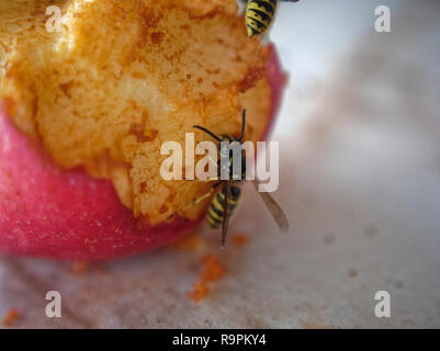 Wasp sul tavolo una mela, Russia Foto Stock