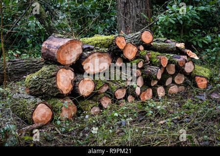 Tronchi di alberi tagliati lungo un sentiero di bosco Foto Stock