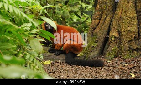 Rosso lemure ruffed nella sala Masoala dello zoo di Zurigo Foto Stock