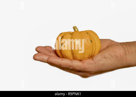 Man mano azienda piccola zucca decorativa isolato con sfondo bianco Foto Stock