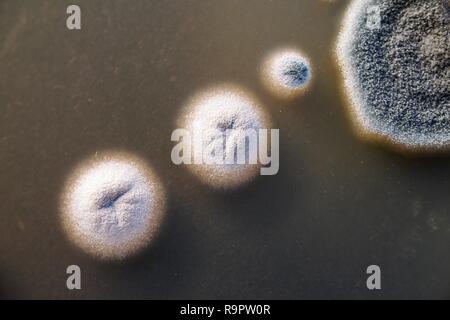 Close-up di muffa in una capsula di petri Foto Stock