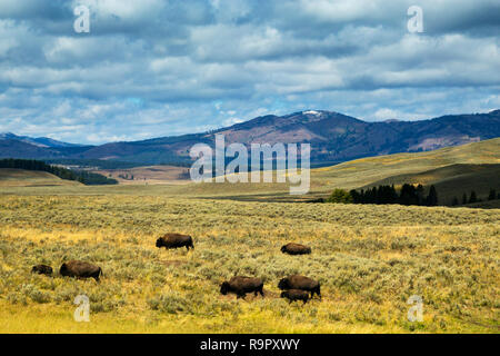 Bison in Hayden appartamenti, il Parco Nazionale di Yellowstone, Wyoming Foto Stock