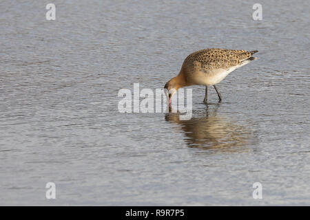 Pfuhlschnepfe, Pfuhl-Schnepfe, Schnepfe, Pfuhlschnepfen, Limosa lapponica, bar-tailed godwit, la chiatta rousse Foto Stock