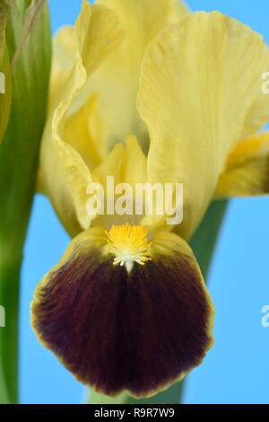Bearded iris Foto Stock