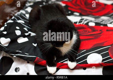 Scottish Fold cat on a nero e rosso letto, il tema di animali domestici Foto Stock